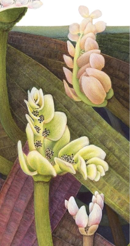 Aponogeton distachyos - waterblommetjie